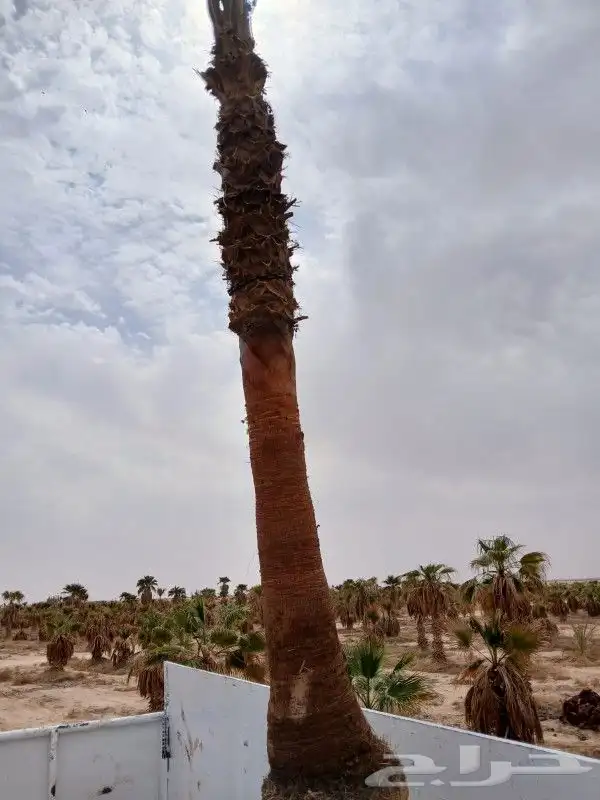 جميع انواع النخيل 6