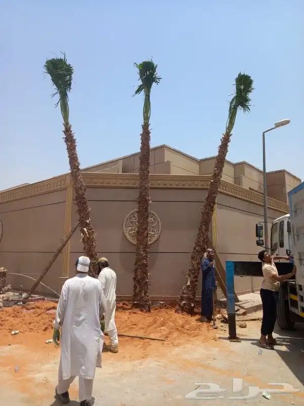 نخل واشنطني امريكي زينه 0