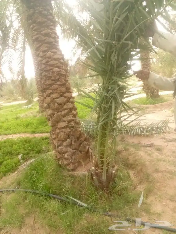 توريد وتصدير نخيل دخل المملكه واخرج المملكه 2