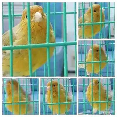 ذكر كناري مغرد 0