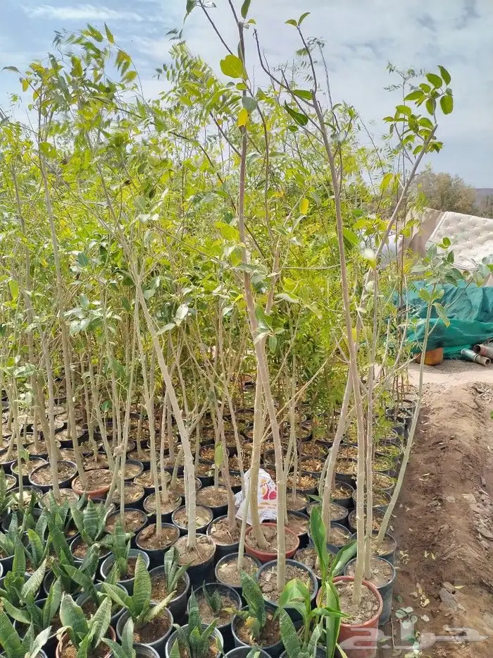 شتلات واشجار نيم و خبيز ساحلي جميع الاحجام 2