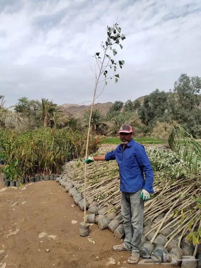 شتلات واشجار نيم و خبيز ساحلي جميع الاحجام 1