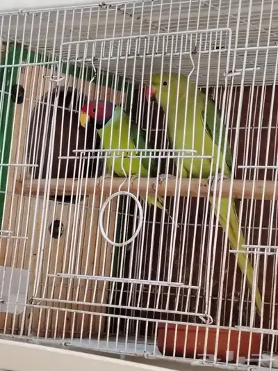 جوز درة الدكر دن النوادر للببع او البدل بلوري 0