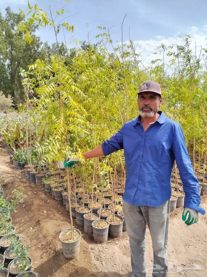 شتلات واشجار نيم و خبيز ساحلي جميع الاحجام 0