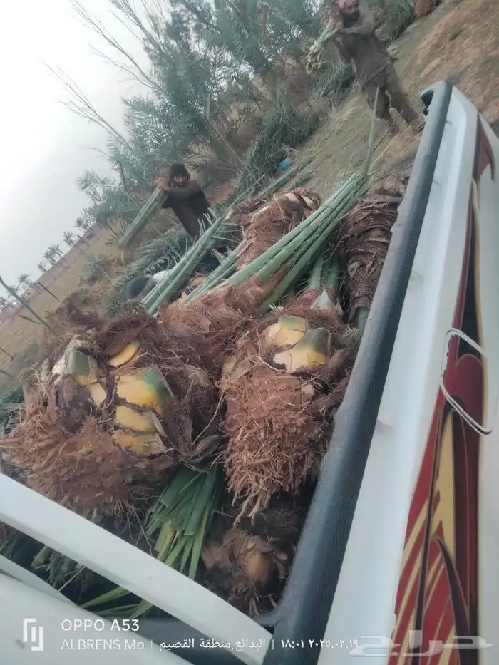 نخل فسائل 4