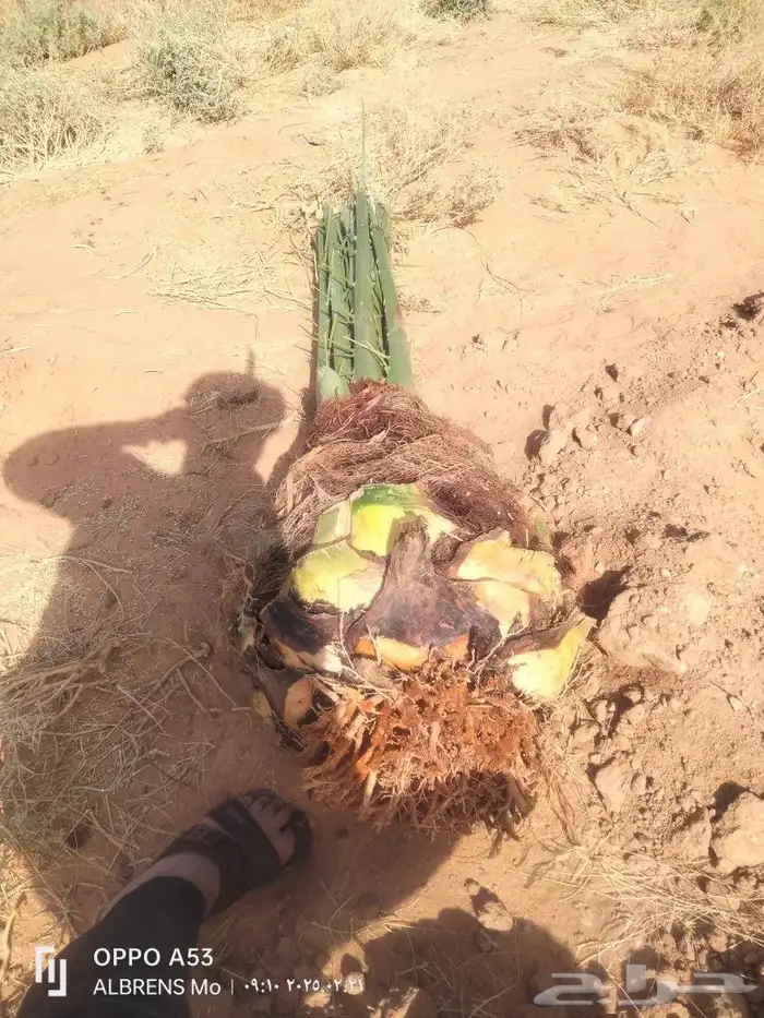 نخل فسائل 2