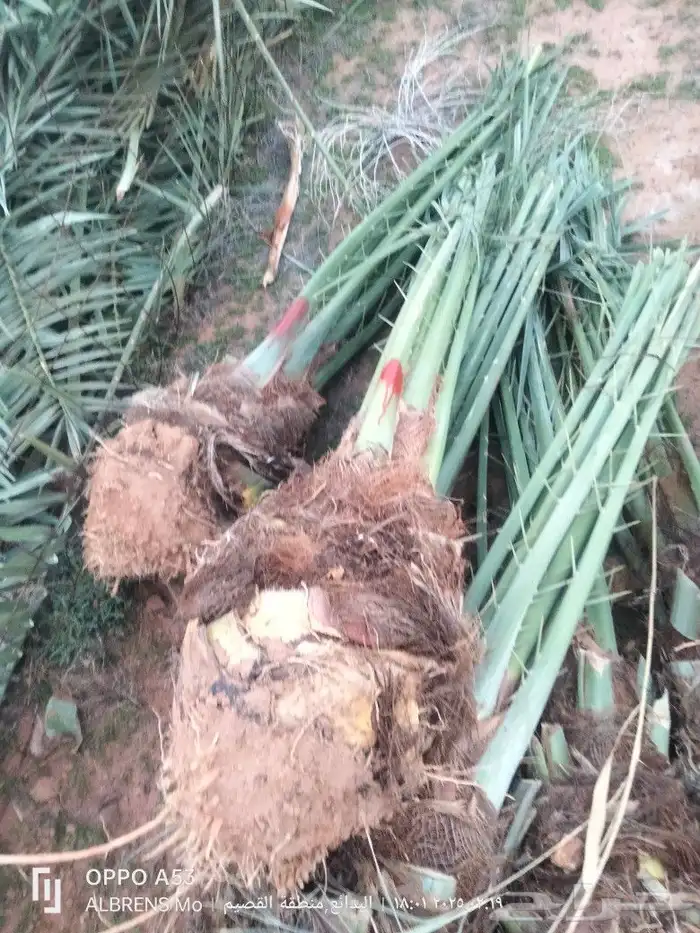 نخل فسائل 3