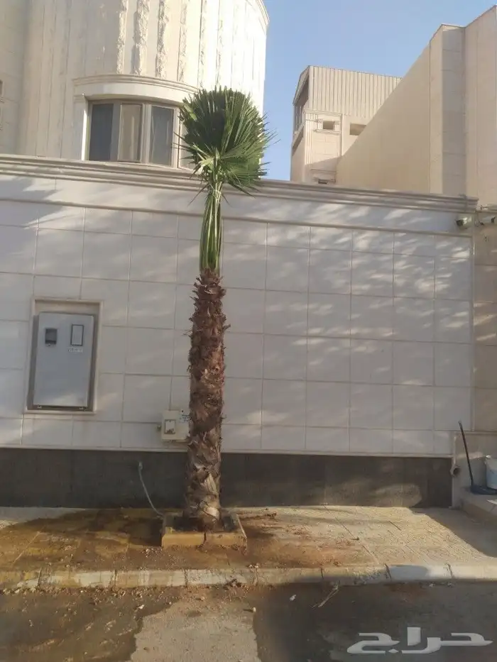 نخل واشنطني امريكي زينه 3