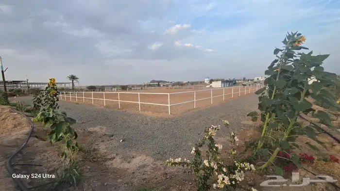 مربط الراحة لايواء الخيل 25