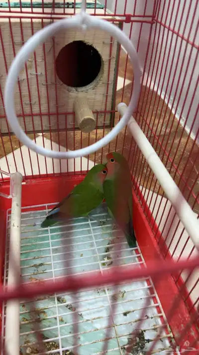 عصفير 1