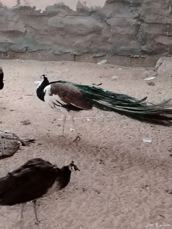 جوز طواويس منتج 1