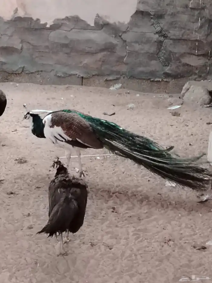 جوز طواويس منتج 0