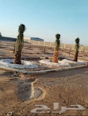 يوجد لدينا جميع انواع النخل نقوم بتوريده في جميع مناطق الممل 5