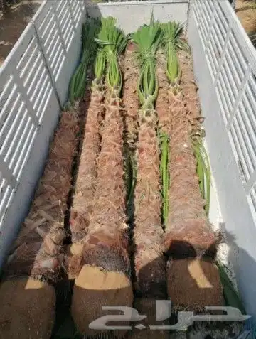 يوجد لدينا جميع انواع النخل نقوم بتوريده في جميع مناطق الممل 3