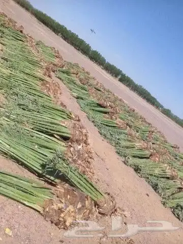 يوجد لدينا جميع انواع النخل نقوم بتوريده في جميع مناطق الممل 7