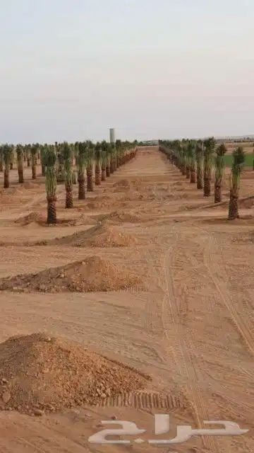 يوجد لدينا جميع انواع النخل نقوم بتوريده في جميع مناطق الممل 8