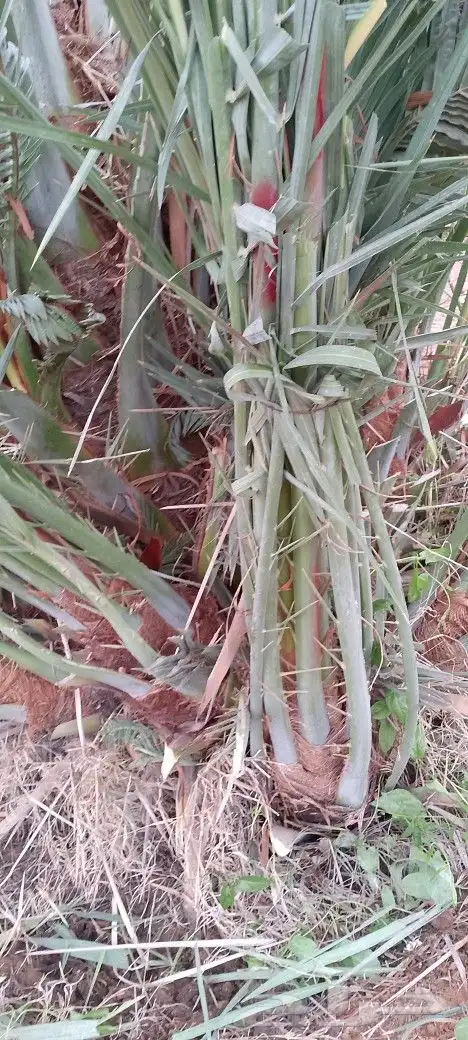نخل_للبيع  صقعي_خضري_سكري_مجدول 0