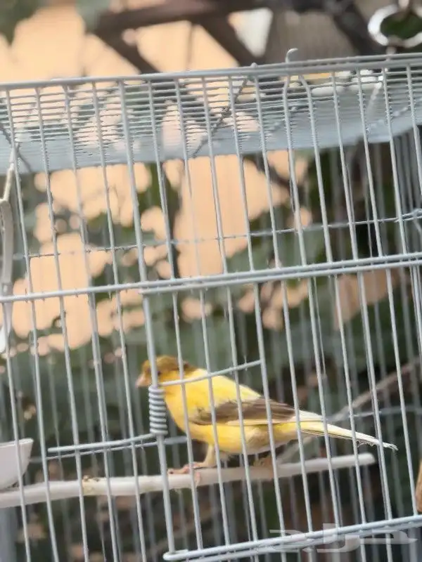 ذكر كناري تغريد حريقه كرست 5