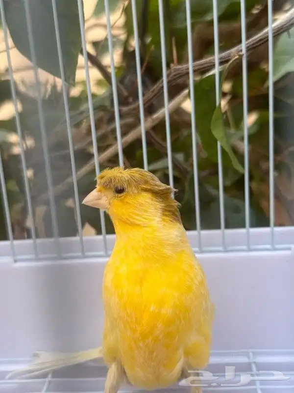 ذكر كناري تغريد حريقه كرست 2