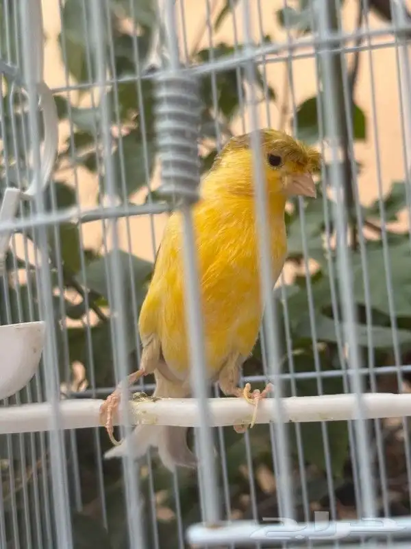 ذكر كناري تغريد حريقه كرست 1