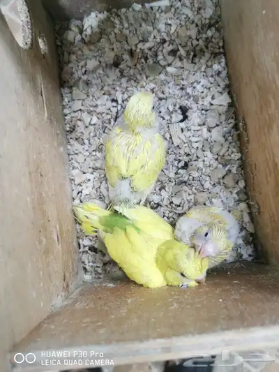 للبيع فروخ جاهزه للغر 3 حب 1 روز 0
