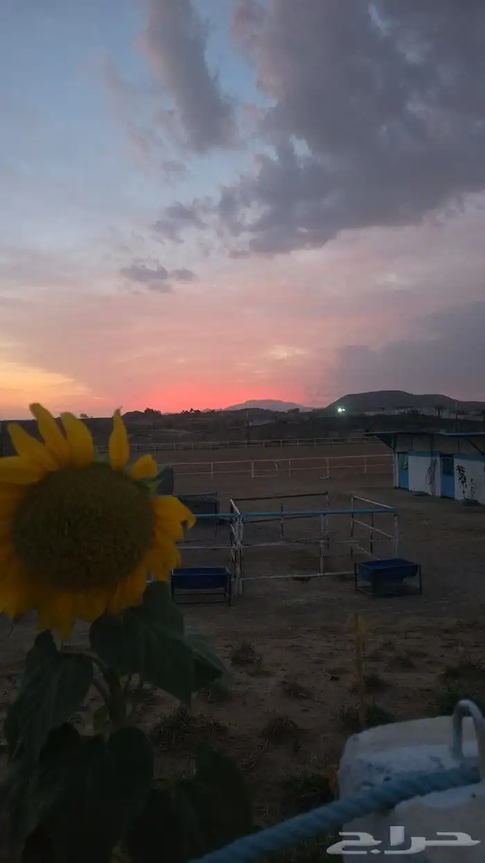 مربط الراحة لايواء الخيل 18