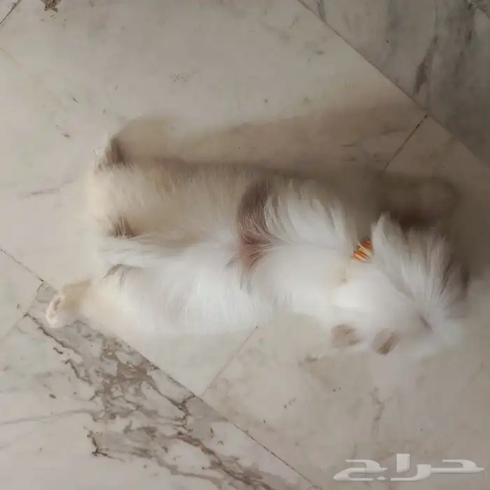 كلب بيشون عمرو شهرين 4