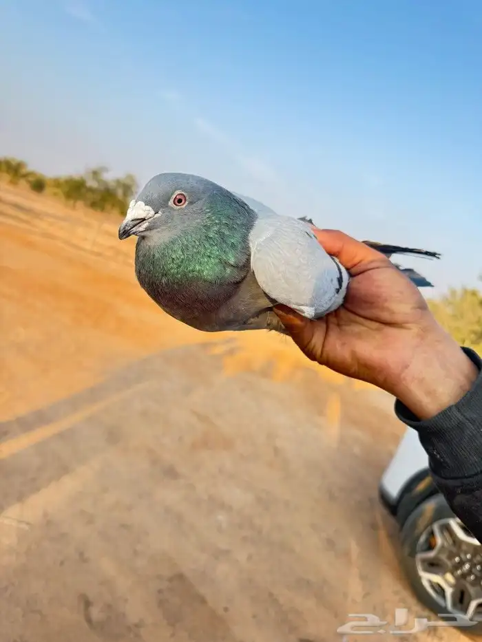 حمام زاجل وباكستاني 1