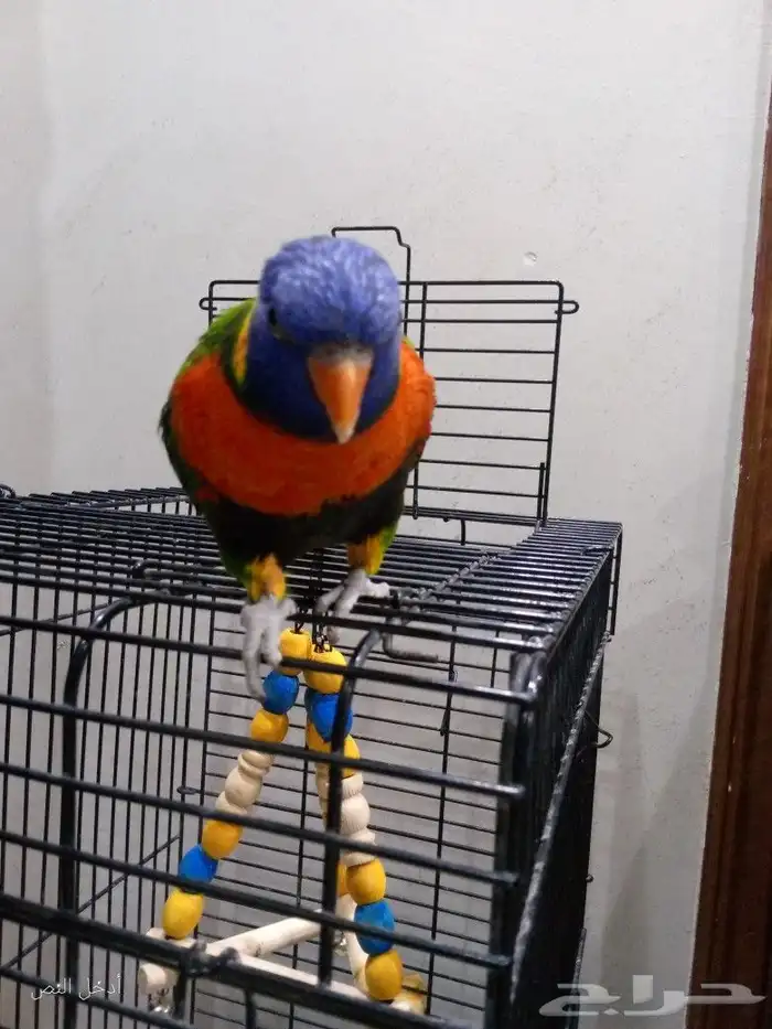 لوري رينبو اليف هدد داخلي متكلم تممم البييع 1