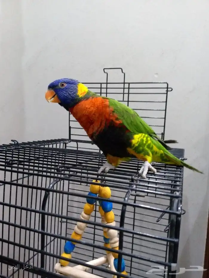 لوري رينبو اليف هدد داخلي متكلم تممم البييع 0