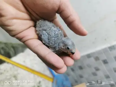 للبيع فروخ جاهزه للغر 3 حب 1 روز 1