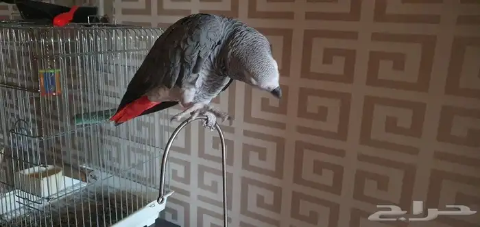 ببغاء كاسكو افريقي نص ولافه 4