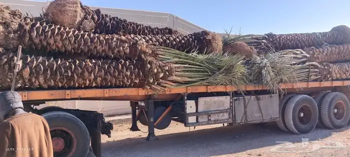 نخل سكري خلاص برحي 2