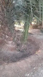 زراعه نخيل 6