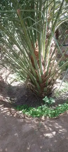 نخل وجثايث القصيم 3