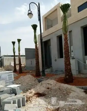 نخل واشنطونياء زينة للبيع 8