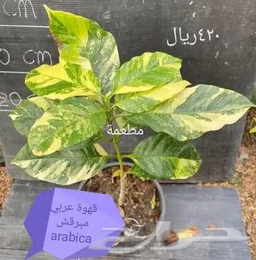 شتلات mamey  apple  و6 نادر 16