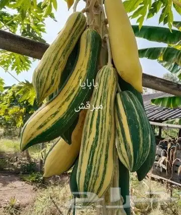 شتلات mamey  apple  و6 نادر 36
