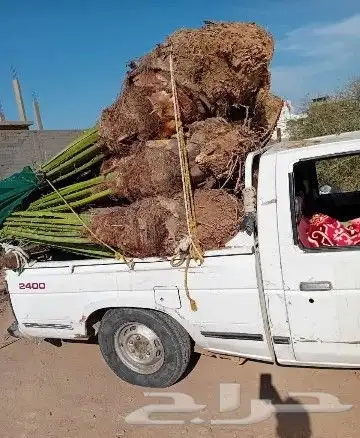 تركيب شبوك وتوريد نخيل 3