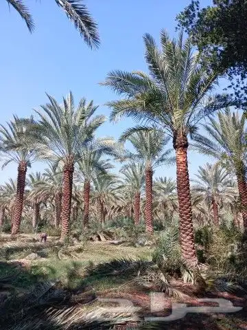 نخل سكري خلاص برحي 6