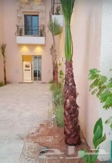 تركيب شبوك وتوريد نخيل 4