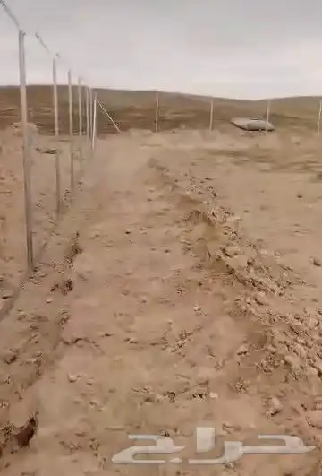 تركيب شبوك وتوريد نخيل 1