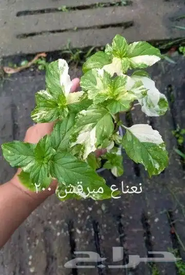شتلات mamey  apple  و6 نادر 30