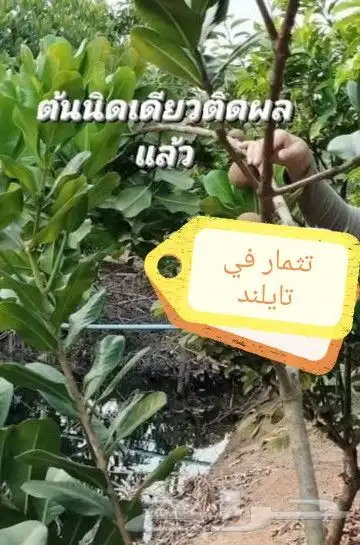 شتلات mamey  apple  و6 نادر 13
