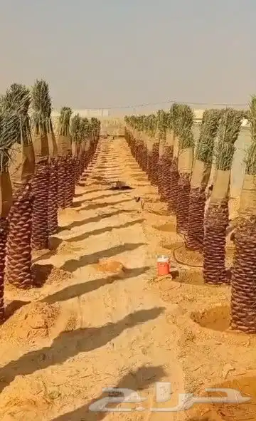 زراعه نخيل 0