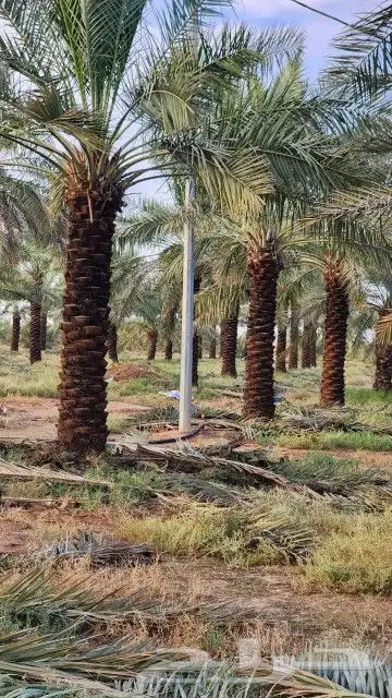 نخل سكري خلاص برحي 7