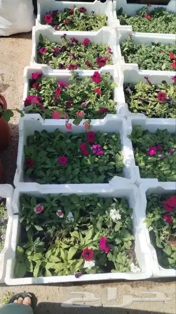 ثيل طبيعي سي2000 فرنسي 3
