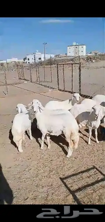 رخال قاطعه وصف مراح واحد مقنوي درجه اولى 25
