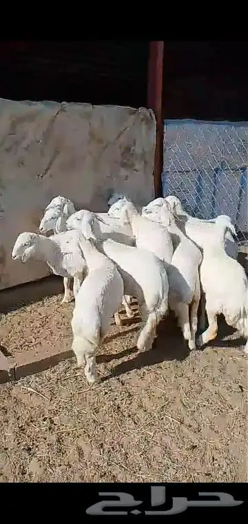 رخال قاطعه وصف مراح واحد مقنوي درجه اولى 18