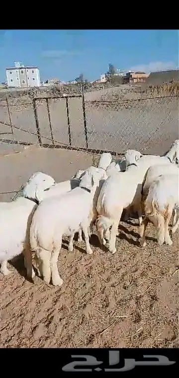 رخال قاطعه وصف مراح واحد مقنوي درجه اولى 4